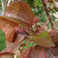 Acalypha wilkesiana Müll.Arg.